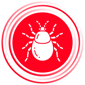 Acaro rosso del pollo