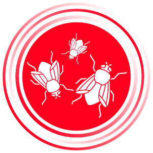 Insetti volanti