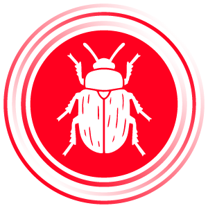 Insetti xilofagi