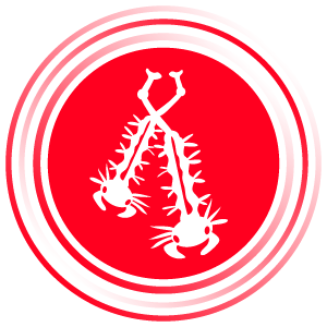 Larve zanzare