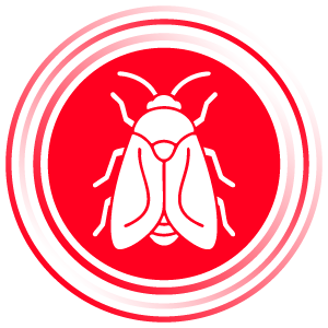 Plodia interpunctella