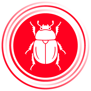 Popillia japonica